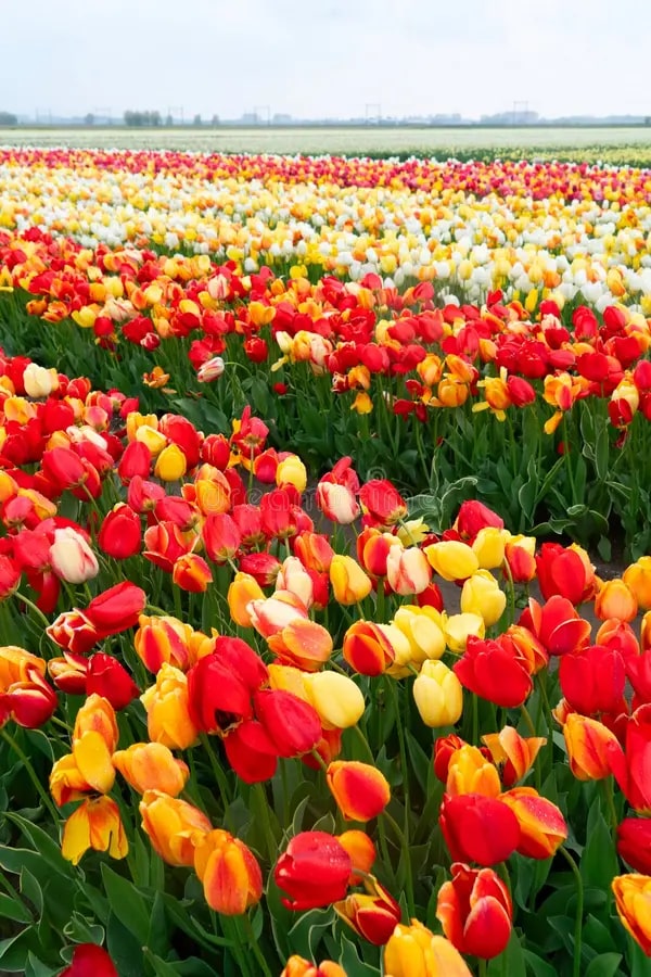 Tulip Flower Seeds for Planting – Heirloom Non-GMO Organic Garden Seeds