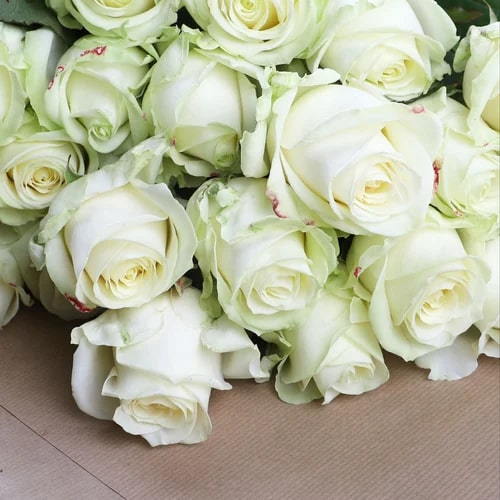 White Holland Rose Flower Seeds for Planting – Wildflower Mix, Heirloom & Non-GMO Seeds for Home Garden
