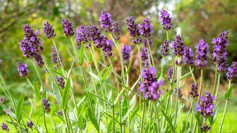Flower Seeds, Seeds,Seeds For Planting,Plant Seeds
