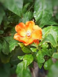 Orange White Camellia Flower Seeds for Planting – Hardy Variety, Heirloom & Non-GMO Seeds for Home Garden, 100pcs