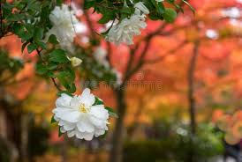 Orange White Camellia Flower Seeds for Planting – Hardy Variety, Heirloom & Non-GMO Seeds for Home Garden, 100pcs