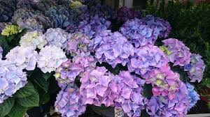 Lavender Hydrangea Flower Seeds for Planting – Perfect for Borders, Heirloom & Non-GMO Seeds for Home Garden, 100pcs