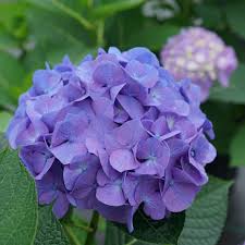 Lavender Hydrangea Flower Seeds for Planting – Perfect for Borders, Heirloom & Non-GMO Seeds for Home Garden, 100pcs