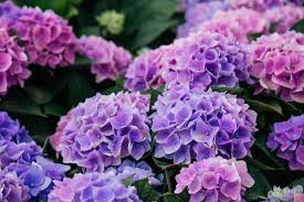Lavender Hydrangea Flower Seeds for Planting – Perfect for Borders, Heirloom & Non-GMO Seeds for Home Garden, 100pcs