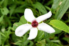 White Dillenia Flower Seeds for Planting – Long Bloom Season, Heirloom & Non-GMO Seeds for Home Garden
