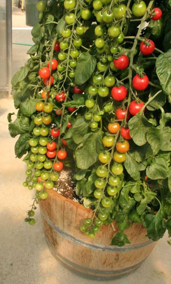 Rapunzel Tomato Seeds for Planting – Heirloom, Non-GMO, Sweet Cherry Vegetable – High Germination