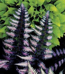 Fern Purple Seeds for Planting – Heirloom, Non-GMO, High Germination, Pollinator Friendly