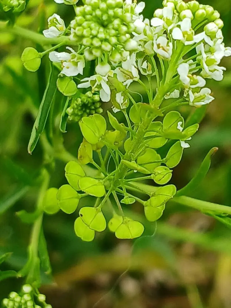 Lepidium Virginicum Flower Seeds for Planting – Heirloom Non-GMO, High Germination Organic Garden Seeds