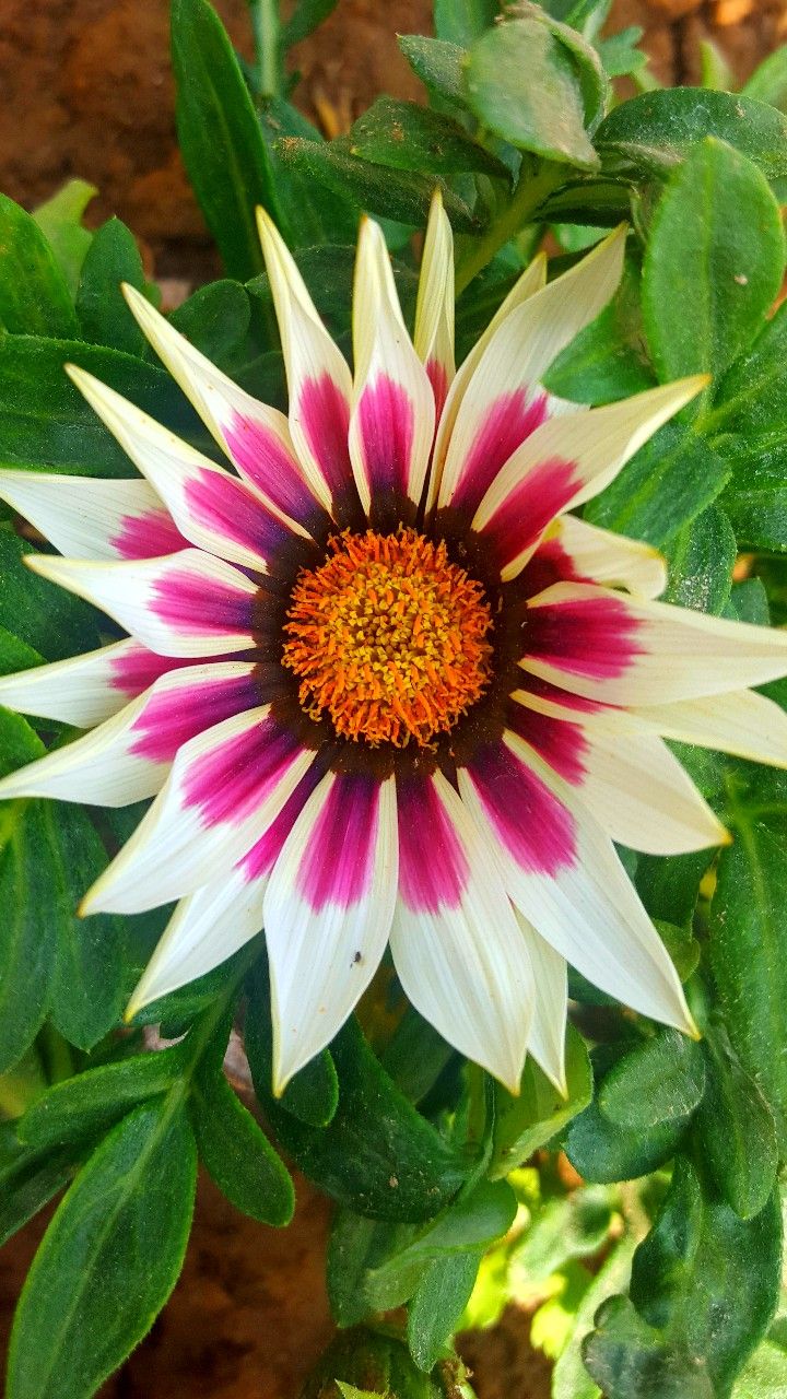 White Purple Gazania Flower Seeds for Planting – Heirloom Non-GMO, High Germination Organic Garden Seeds