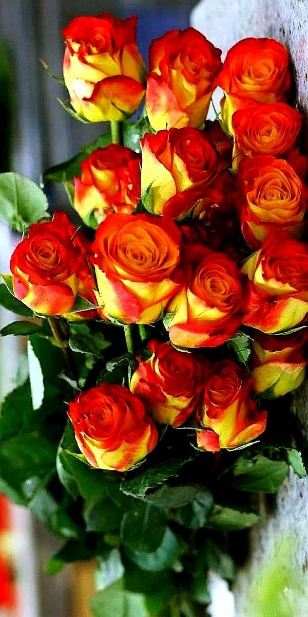 Red & Yellow Rose Flower Seeds for Planting – Heirloom, Non-GMO, High Germination Organic Garden Seeds