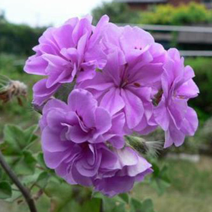 Purple Pelargonium Peltatum Flower Seeds for Planting – Heirloom Non-GMO Organic Garden Seeds