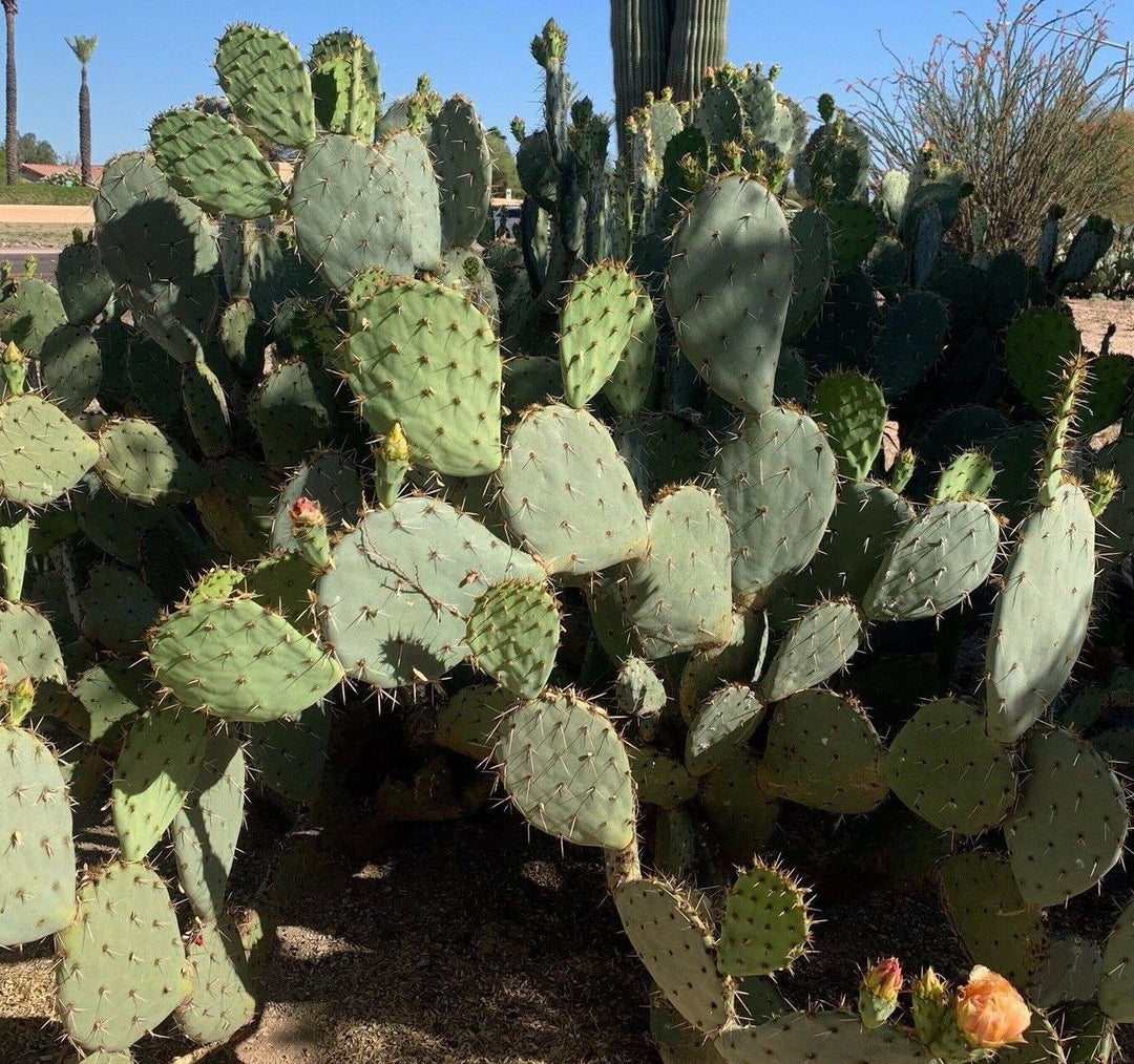 Green Opuntia Engelmannii seeds for planting - Heirloom & Non-GMO cactus fruit garden seeds