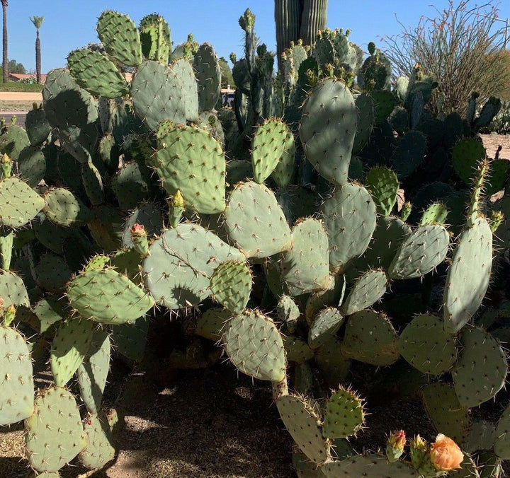 Green Opuntia Engelmannii seeds for planting - Heirloom & Non-GMO cactus fruit garden seeds