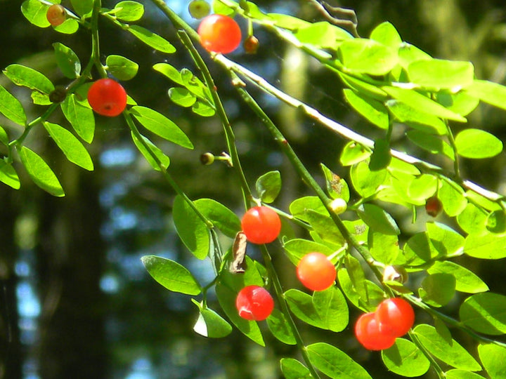 Red Huckleberry fruit seeds for planting – Heirloom & Non-GMO Garden seeds