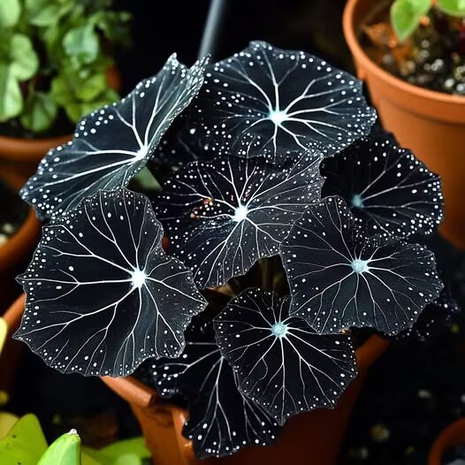 Black Moonlight Butterfly Begonia Flower Seeds – Heirloom Non-GMO Seeds for Planting