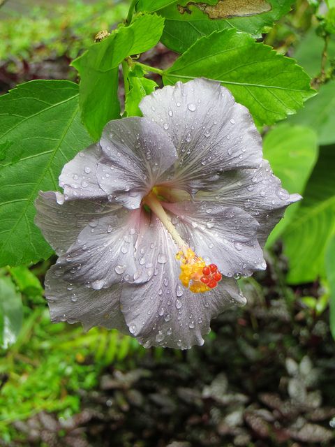 Light Grey Higanbana Flower seeds for Planting – Vibrant Colors, Heirloom &amp; Non-GMO Home Garden