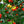 Yellow Red Bayberry Fruit Seeds for Planting – Heirloom, Non-GMO, High Germination Organic Garden Seeds for Home Garden