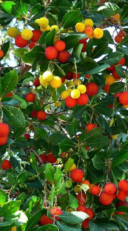 Yellow Red Bayberry Fruit Seeds for Planting – Heirloom, Non-GMO, High Germination Organic Garden Seeds for Home Garden