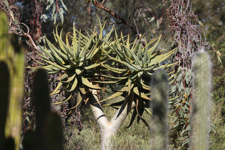 Green Aloe Dichotoma Herb Seeds for Planting – Heirloom, Non-GMO, Organic Garden Seeds with High Germination
