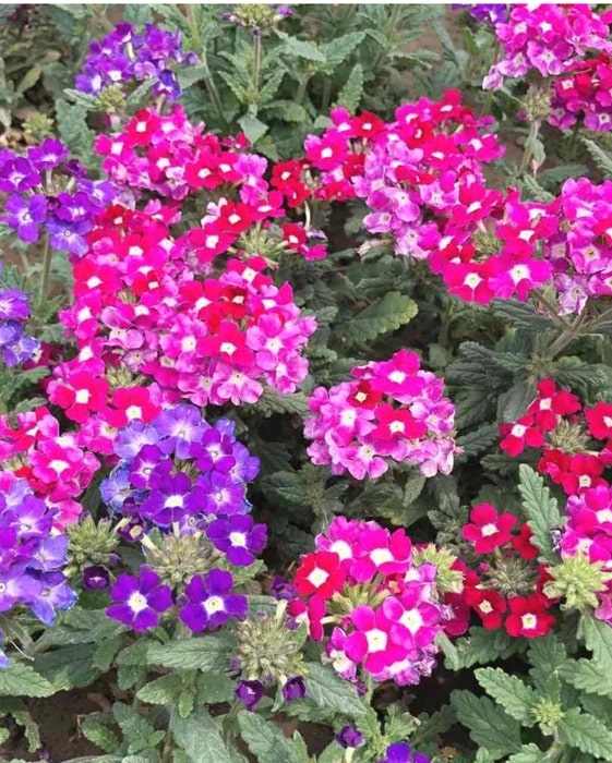 Verbena Chokecherry Flower seeds for Planting - Perfect for Borders, Heirloom & GMO Free Seeds for Home Garden, Non-GMO