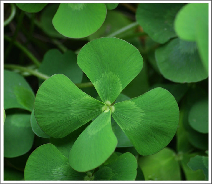 Four Leaf Clover Herb Seeds – Heirloom, Non-GMO Seeds for Compact Garden Growth