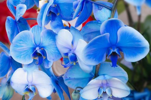 Blue Phalaenopsis Orchid Flower Seeds – Heirloom, Non-GMO, High Germination Organic Garden Seeds for Planting