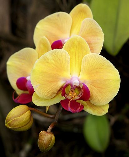 Yellow Orchid Phalaenopsis Flower Seeds for Planting – Heirloom, Non-GMO, High Germination Seeds