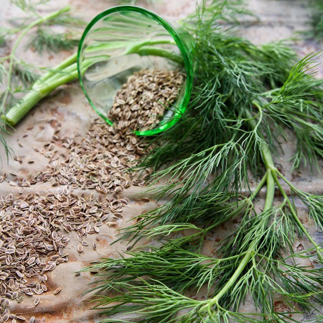 Brown Dill Grain Herb Seeds for Planting – Heirloom, Non-GMO, Organic Garden Seeds with High Germination