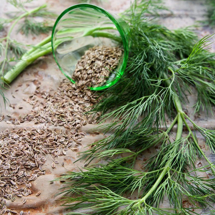 Brown Dill Grain Herb Seeds for Planting – Heirloom, Non-GMO, Organic Garden Seeds with High Germination