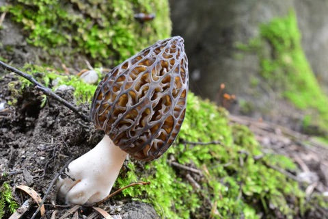 Morchella Esculenta Vegetable Seeds for Planting - Heirloom & Non-GMO Garden Seeds