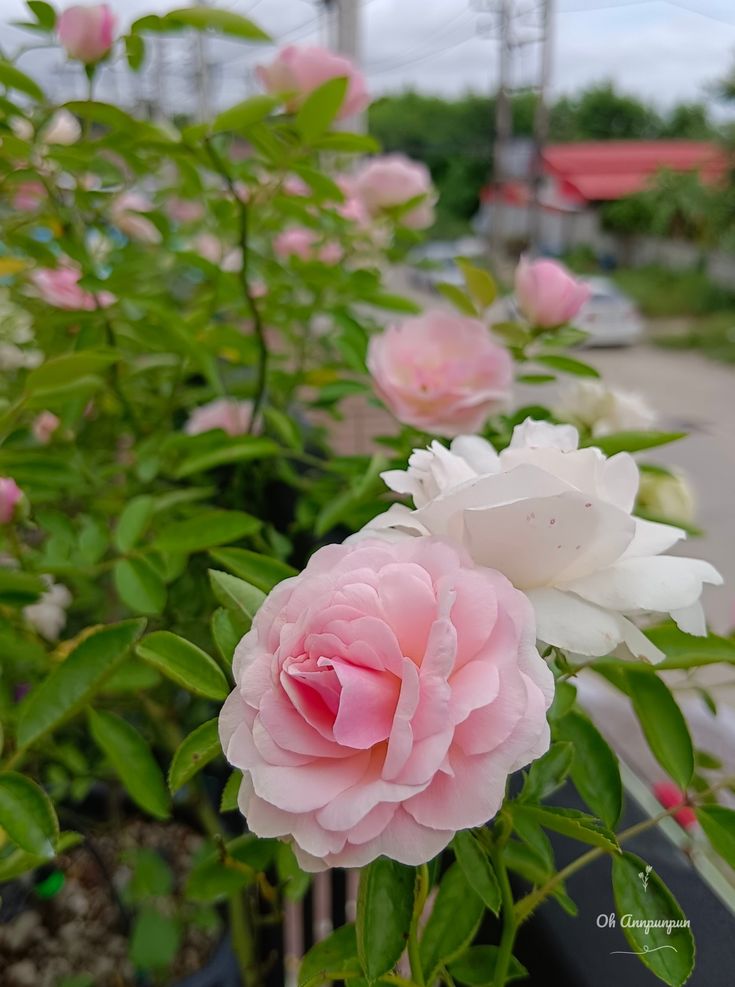 Light Pink Snow Rose Flower Seeds for Planting – Heirloom, Non-GMO, High Germination Organic Garden Seeds