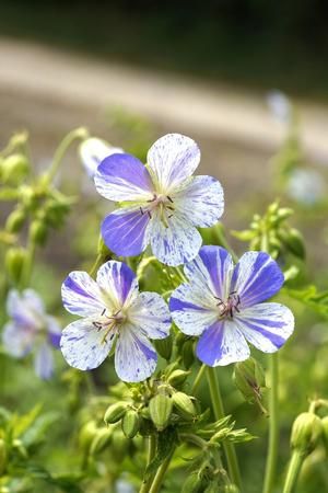 Blue White Geranium Flower Seeds for Planting - Heirloom, Non-GMO, High Germination Organic Garden Seeds