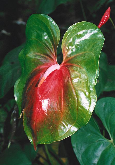 Red & Green Anthurium Flower Seeds for Planting – Heirloom, Non-GMO, High Germination Organic Garden Seeds