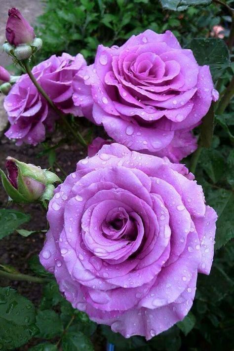 Semillas De Rosas Flower Seeds for Planting – Wildflower Mix, Heirloom, Non-GMO, High Germination Seeds