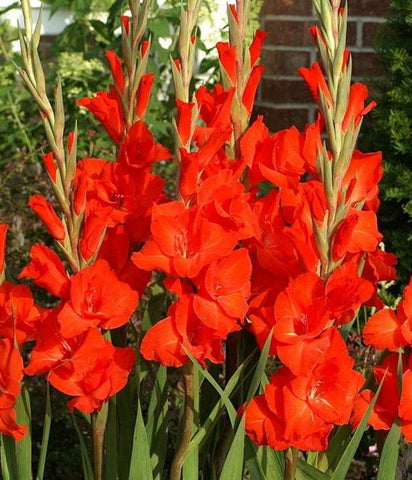 Flower Seeds, Seeds,Seeds For Planting,Plant Seeds