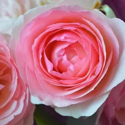 Flower Seeds, Seeds,Seeds For Planting,Plant Seeds