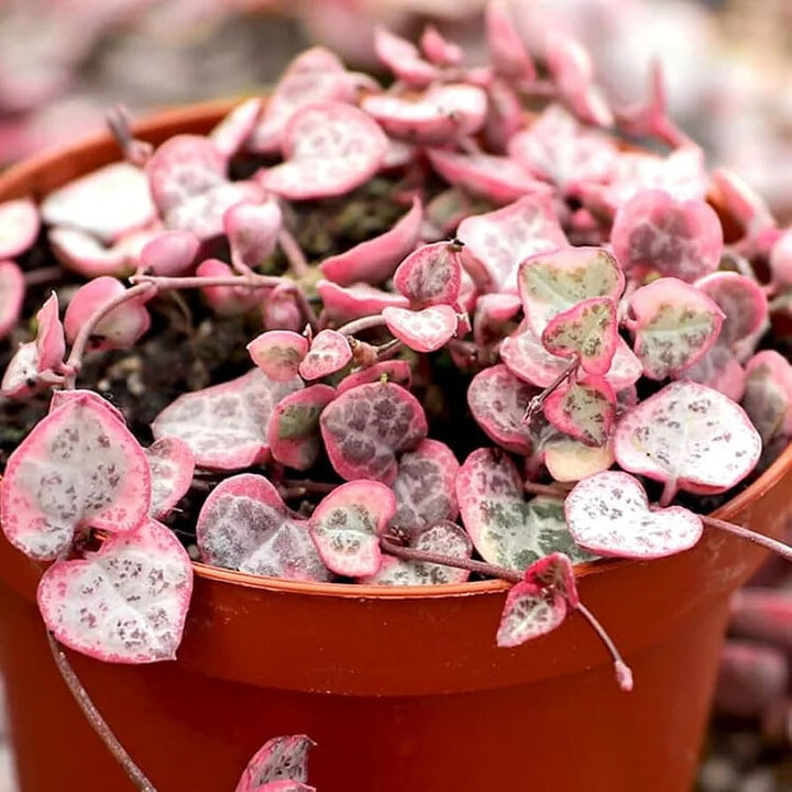 Ceropegia String of Hearts Pretty Pink Flower Seeds for Planting – Heirloom Non-GMO, High Germination Organic Seeds