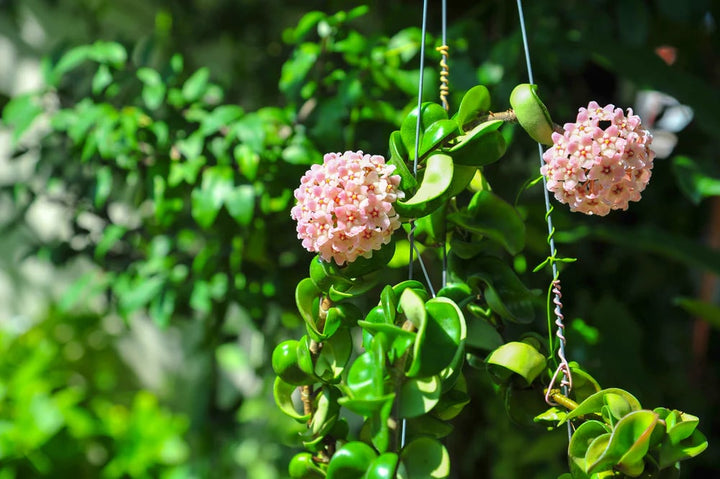 Hoya Flower Seeds for Planting – Heirloom Non-GMO Organic Garden Seeds with High Germination