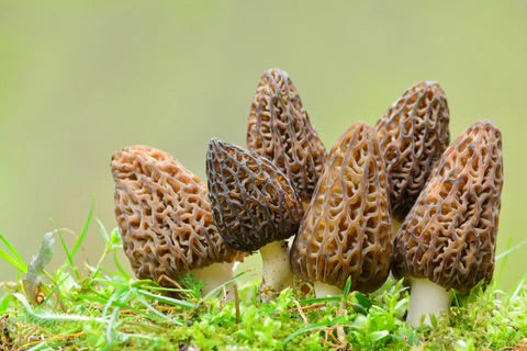 Morchella Esculenta Vegetable Seeds for Planting - Heirloom & Non-GMO Garden Seeds