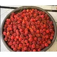 Myrica Californica Bayberry Fruit Seeds for Planting – Heirloom & Non-GMO Garden Seeds