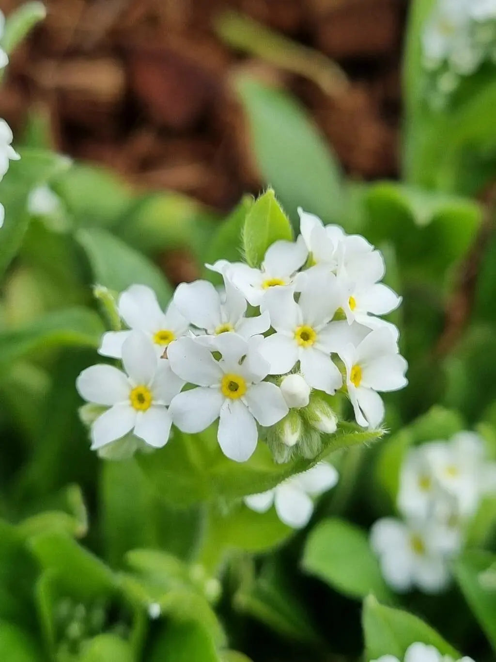 Flower Seeds, Seeds,Seeds For Planting,Plant Seeds