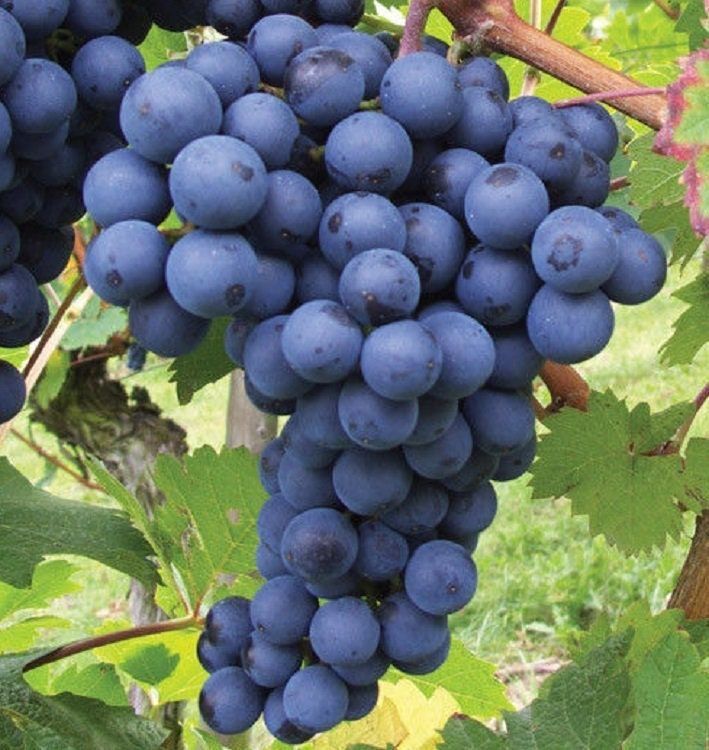 Merlot Grape Fruit Seeds – Heirloom, Non-GMO Seeds for Rich Vineyard Garden Planting