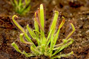 Green Drosera Seeds for Planting – Heirloom & Non-GMO Unique Insect-Trapping Garden Variety
