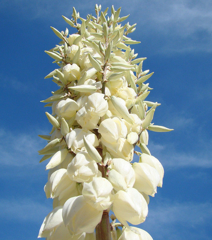 Yucca Elata plant seeds for planting - Heirloom & Non-GMO Garden seeds, hardy ornamental for dry areas