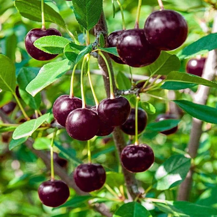 Black Tartarian cherry fruit seeds for planting - Heirloom & Non-GMO Garden seeds, juicy harvests for orchards