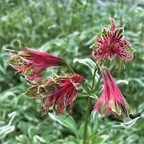 Red Alstroemeria Psittacina Flower Seeds for Planting – Heirloom, Non-GMO, High Germination