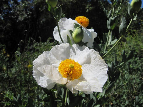 Flower Seeds, Seeds,Seeds For Planting,Plant Seeds