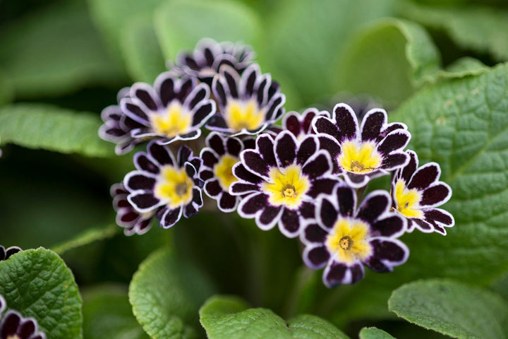 Yellow Black Primula Flower Seeds for Planting Heirloom Non-GMO High Germination