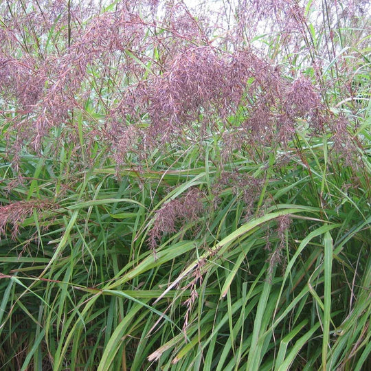 East Indian Lemongrass Seeds for Planting – Heirloom & Non-GMO Aromatic Herb for Teas, Cooking & Medicinal Gardens