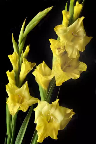 Flower Seeds, Seeds,Seeds For Planting,Plant Seeds